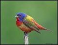 _4SB7351 painted bunting